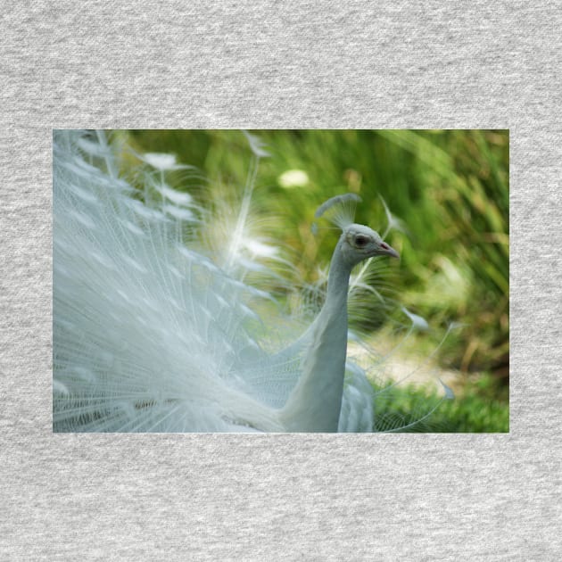 White Peacock close up by mariakeady